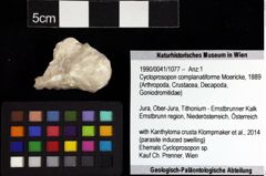 Foto (Objket + Etiketten) von Cycloprosopon complanatiforme (Moericke, 1889) 